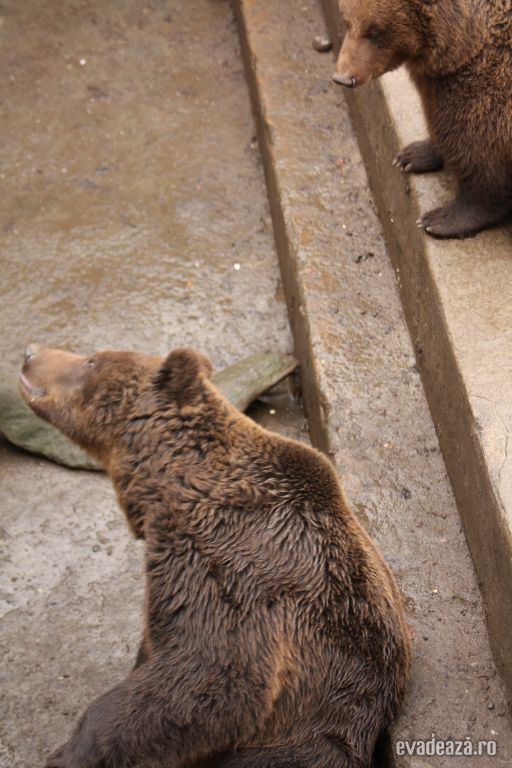 Gradina Zoologica Targu Mures | 5